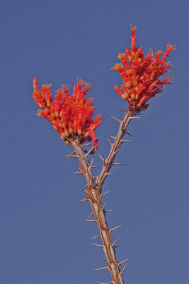 AZ Organ Pipes NM 12 Ocotillo Bloom.jpg