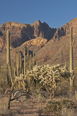 AZ Organ Pipes NM 13 Chollas Center.jpg