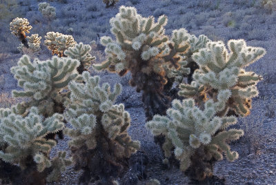 AZ Organ Pipes NM 14 Chollas.jpg