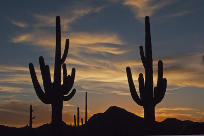 Organ Pipes NM