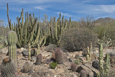 Saguaro West NP 