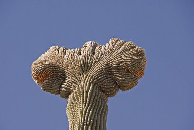 AZ Tucson Saguaro NP West 08 Cristate Saguaro.jpg