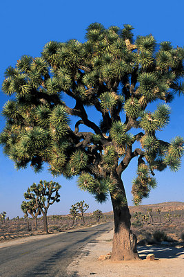 CA Joshua Tree NP 2.jpg