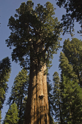 CA Sequoia NP 02 Truncated Top Giant Sequoia Tree.jpg