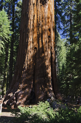 CA Sequoia NP 03 Giant Sequoia Tree.jpg