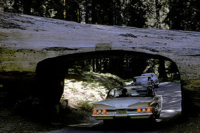 CA Sequoia NP 10a Tunnel Tree y1960 Edith '1961' Chevy Impala.jpg