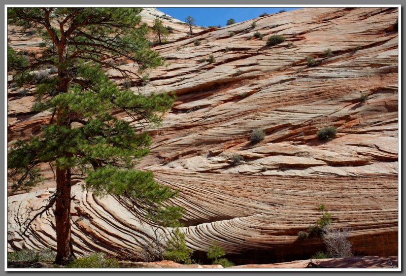 Zion High Country