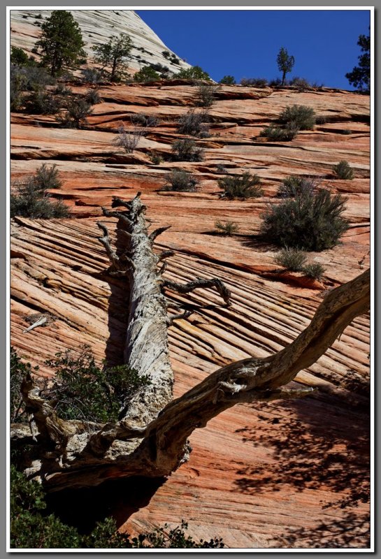 Zion High Country
