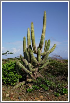 Cactus, Arikok National Park