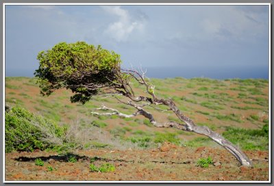 Divi divi tree, Arikok National Park