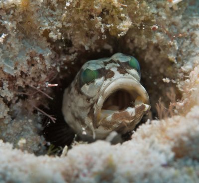Banded Jawfish