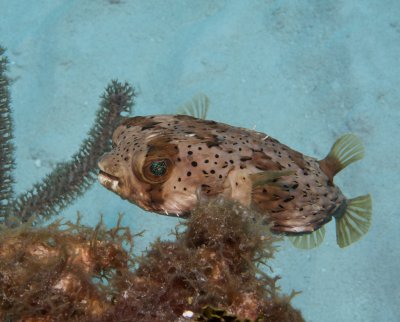 Balloon fish 