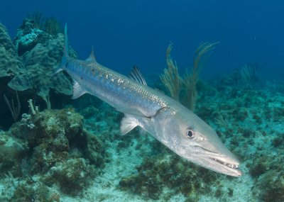 Barracuda