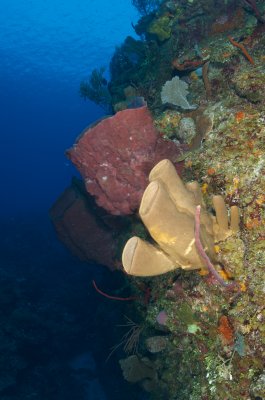 Bloody Bay Wall
