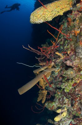 Bloody Bay Wall