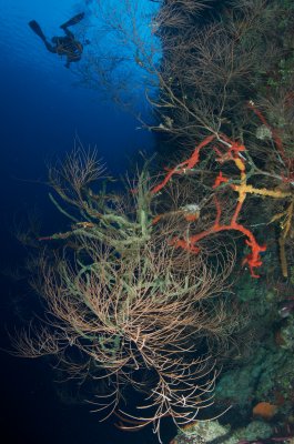 Bushy Black Coral