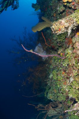 Gorgonian