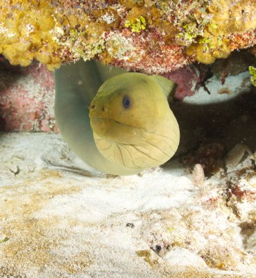Green Moray