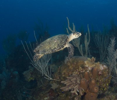 Hawksbill