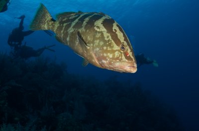 Grouper attack !!!