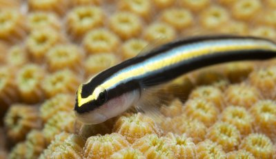 Sharknose Goby