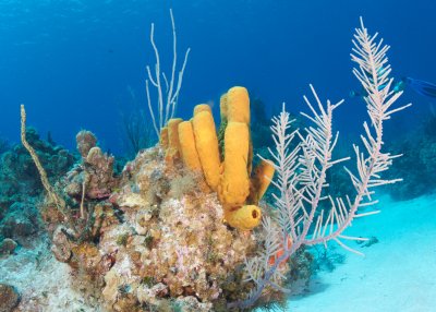 Yellow Tube Sponges