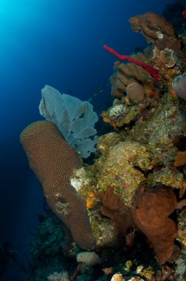 Bloody Bay Wall