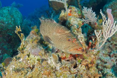 Tiger Grouper