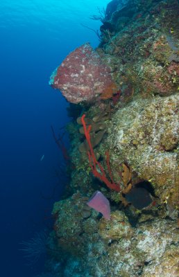 Sponges on wall