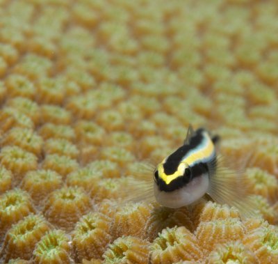 Sharknose Goby 