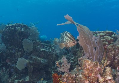 Grouper and Fan