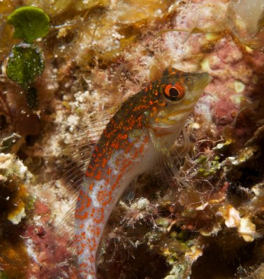 Saddled Blenny 