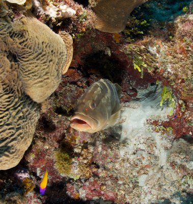 Grouper being cleaned 