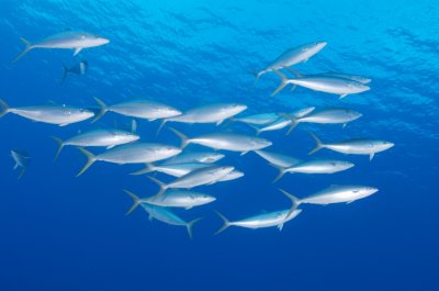 Rainbow Runners 