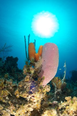 Pink Sponge