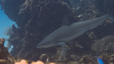 Grey Reef Shark 