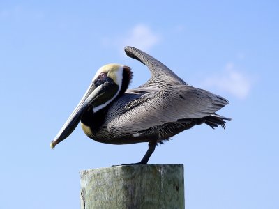 Pelican