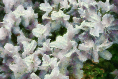 Azaleas