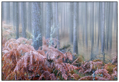 Misty Wood - DSC_3015.jpg