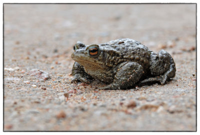 Common Frog - DSC_5749.jpg