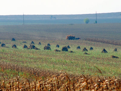 PA050143_harvestfield