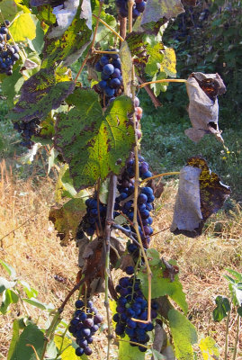 PA050166_grapes
