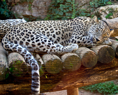 PC180010_leopard_8.jpg