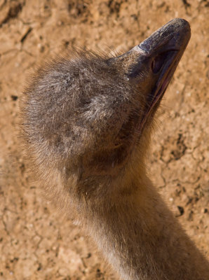 PC180030_ostrichhead_8.jpg