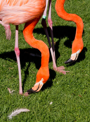 PC180034_flamingos_8.jpg