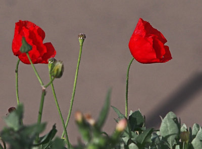 P3130050_poppies_8b.jpg