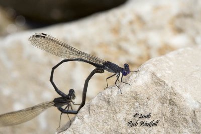 August 20, 2006  -  Dragonfly Love