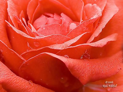 Wet Red Rose