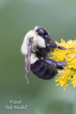 Big Ditch Bumblebee