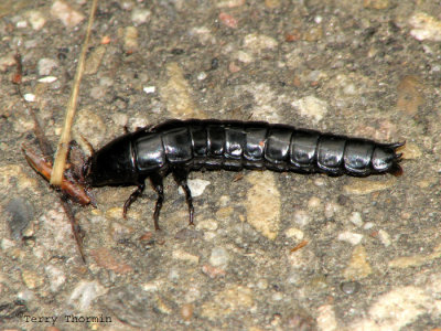 Calosoma sp. - Ground Beetle larva 1.jpg